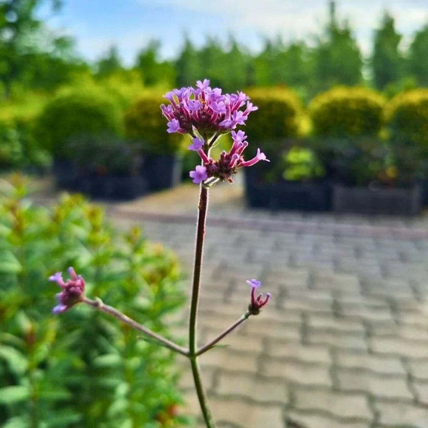 Verbena bonariensis Lollipop CS14 - Alacsony ernyős verbéna