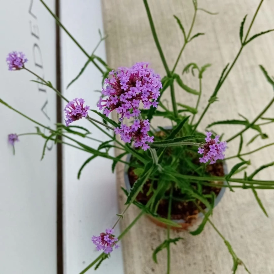 Alacsony ernyős verbéna virágzata telephelyünkön. 