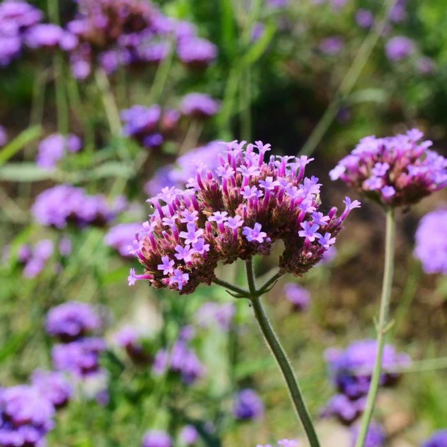 A Verbena bonariensis csodás kis gömb virágai ágyásbeültetésben.