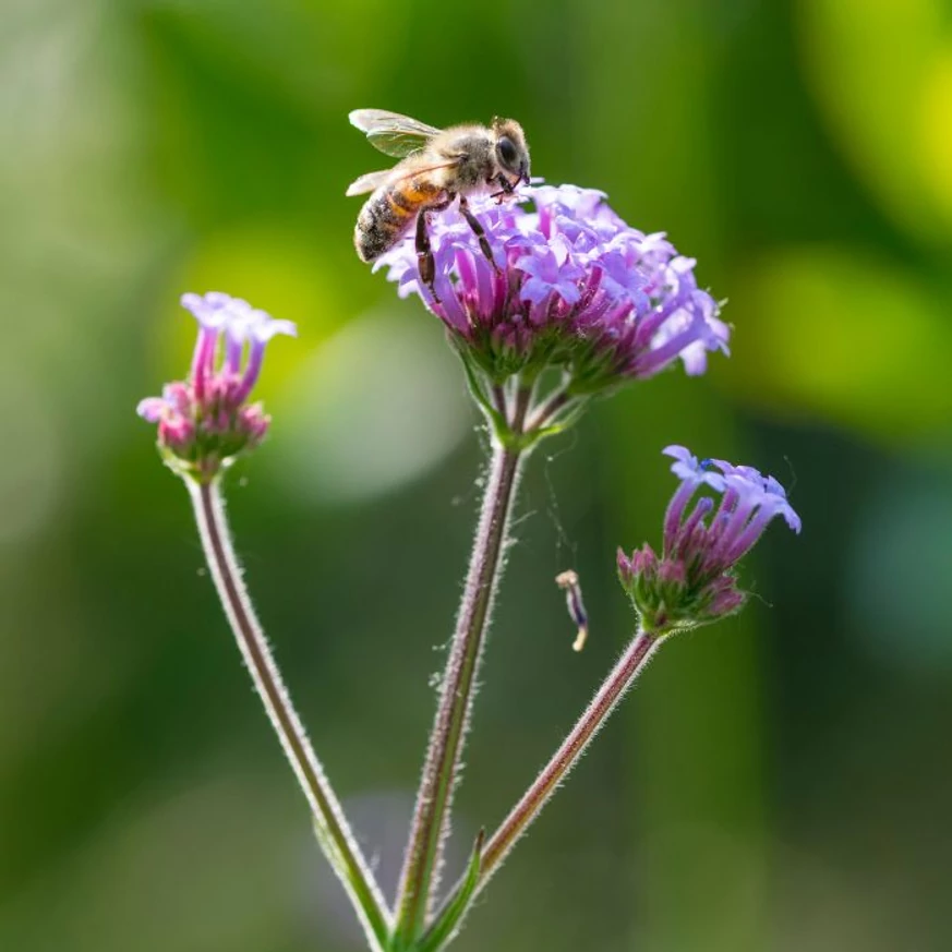 Verbena bonariensis CS9 - Ernyős verbéna