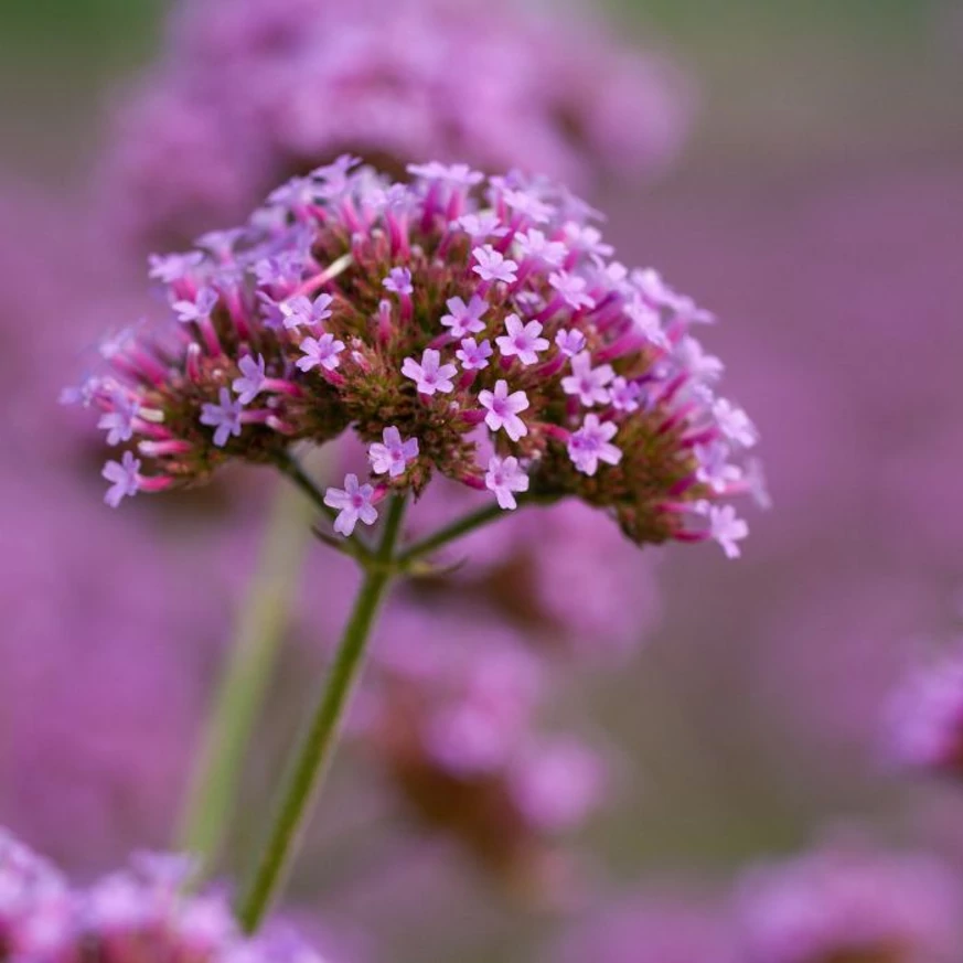 Verbena bonariensis CS9 - Ernyős verbéna