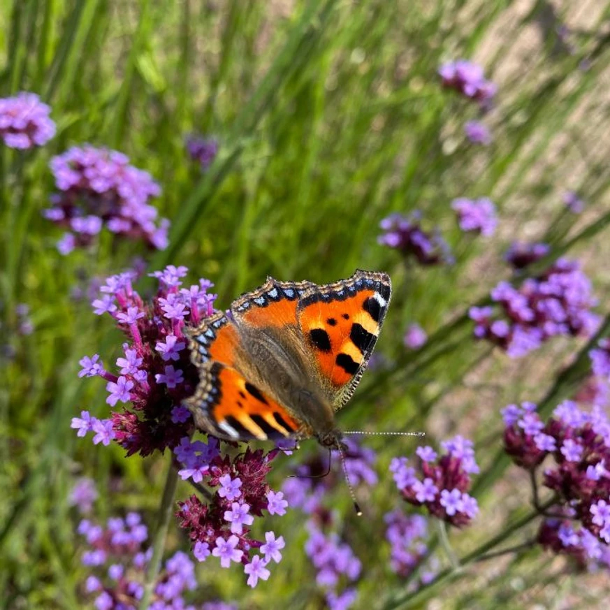 Verbena bonariensis CS9 - Ernyős verbéna