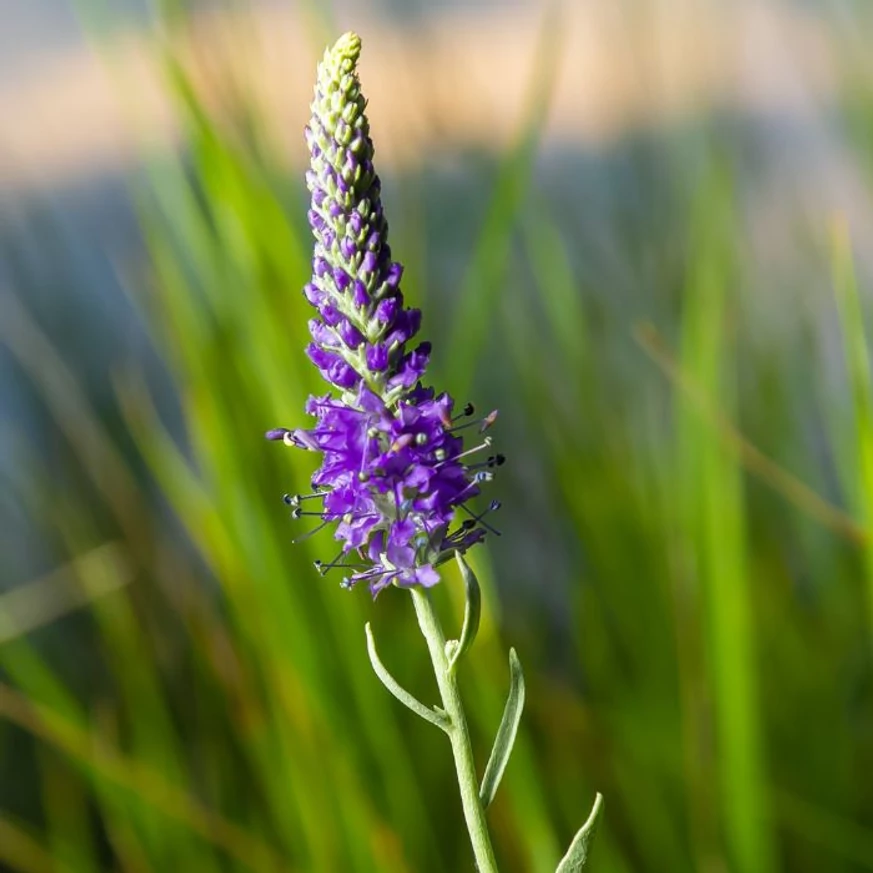 Veronica spicata Ulster Dwarf Blue éppen nyíló virágzata közelről.