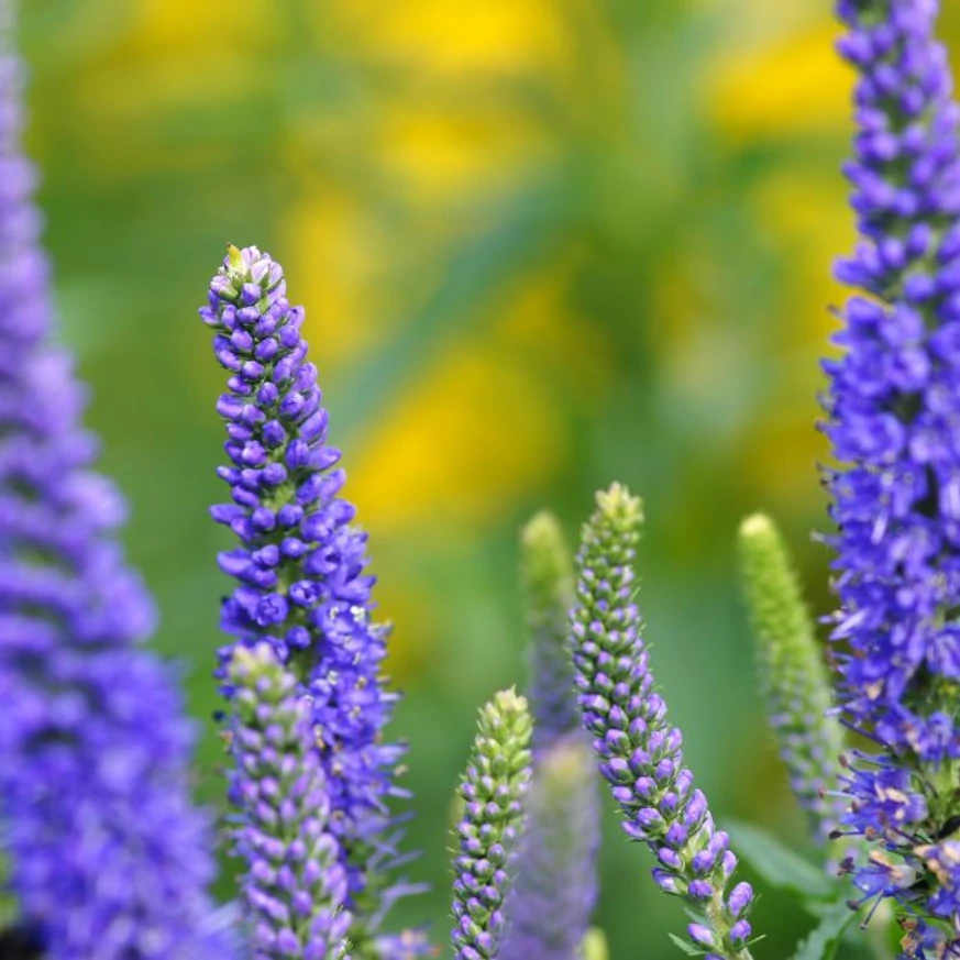 A Veronica spicata Ulster Dwarf Blue kék füzérvirágai a felálló szárak végén nyílnak.