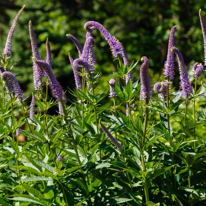 Veronicastrum virginicum Fascination - Virginiai veronika