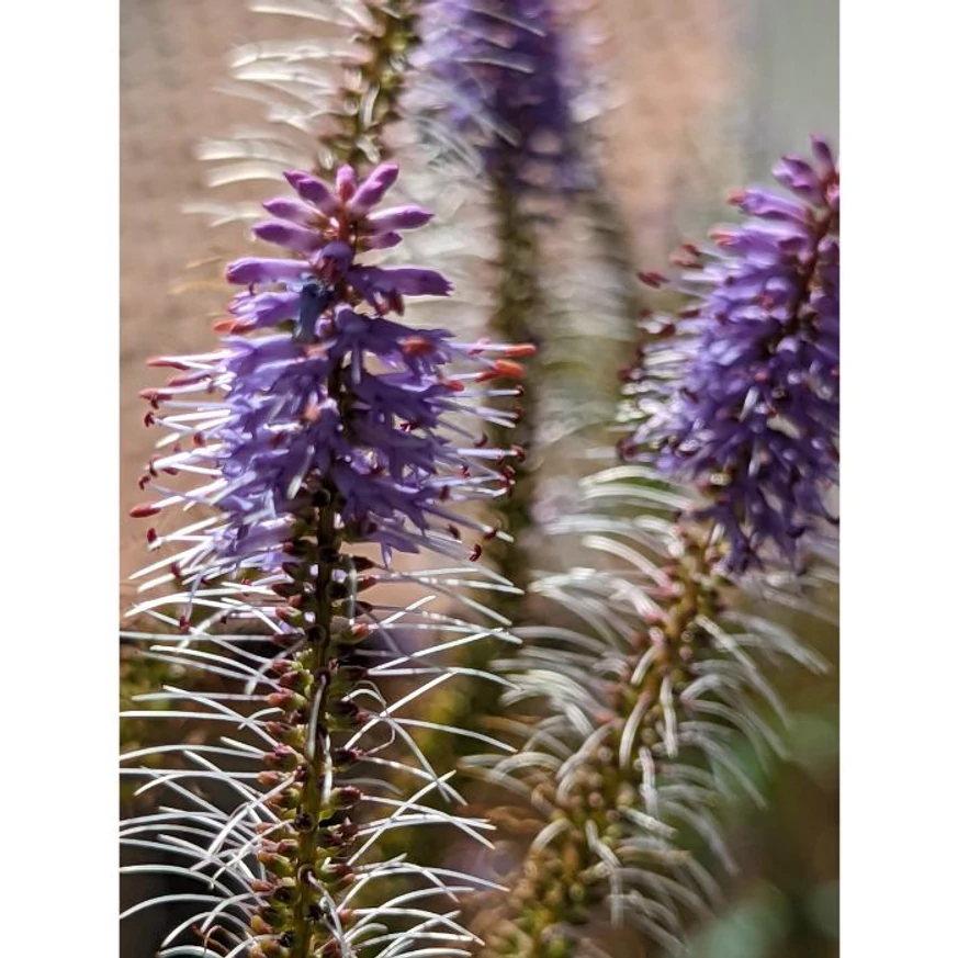 Veronicastrum virginicum Fascination - Virginiai veronika
