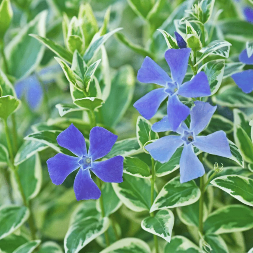 A Vinca major tarkalevelű változata kis gondozásigényű talajtakaró.