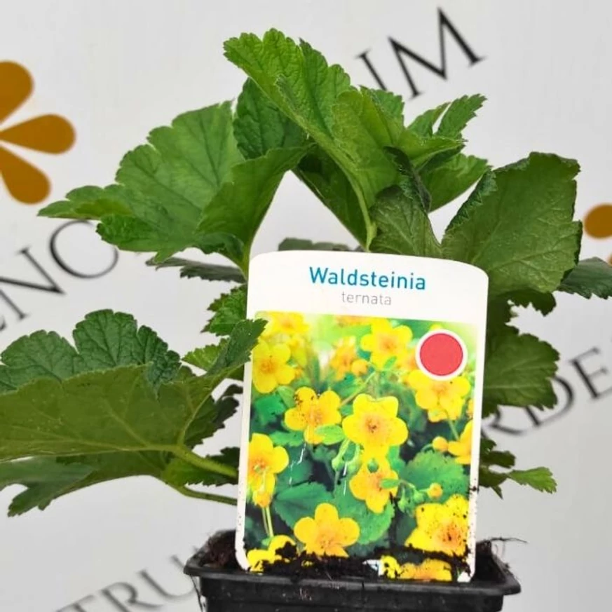 Waldsteinia ternata CS9 - Indás berkipimpó