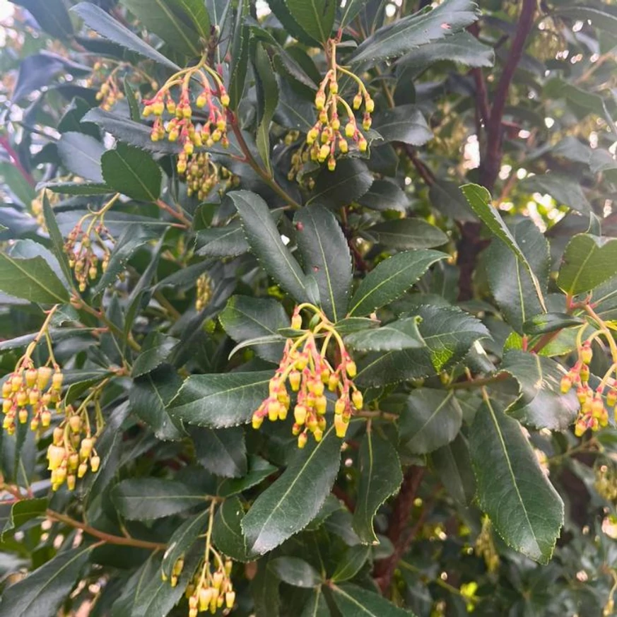 Arbutus unedo díszfa levelei.