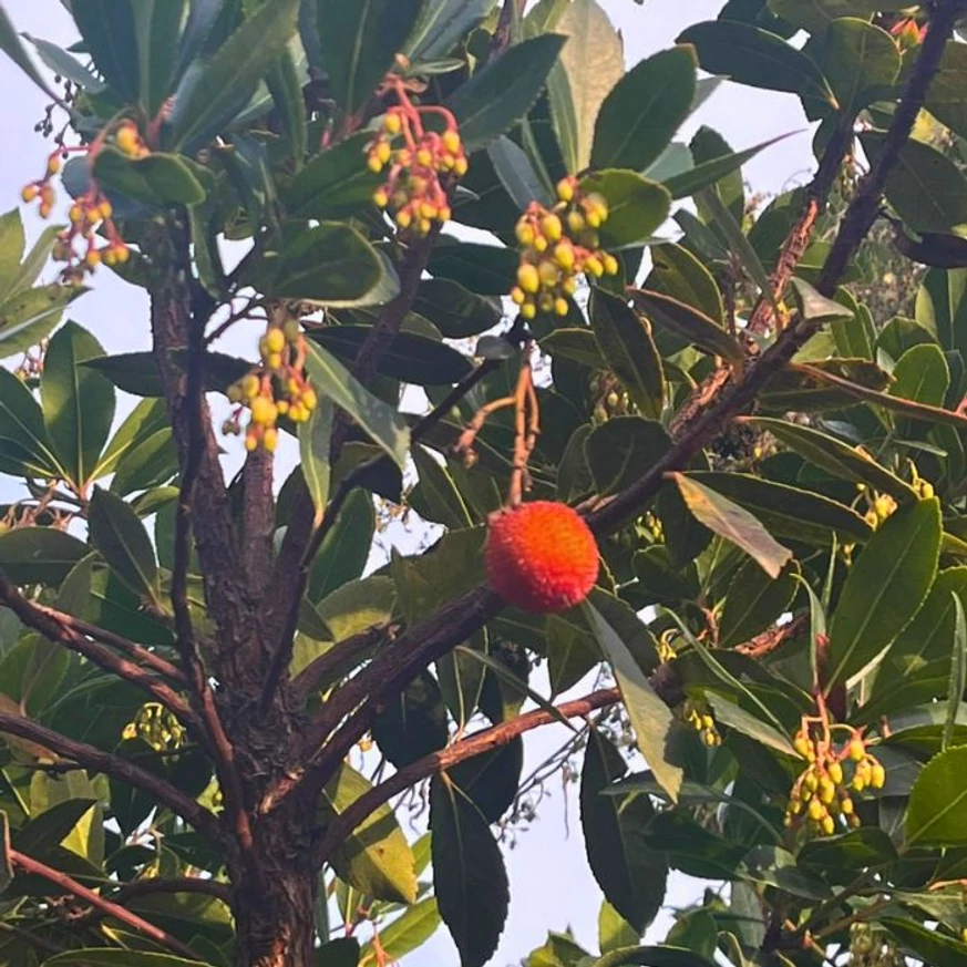 A nyugati szamócafa termése és levelei.