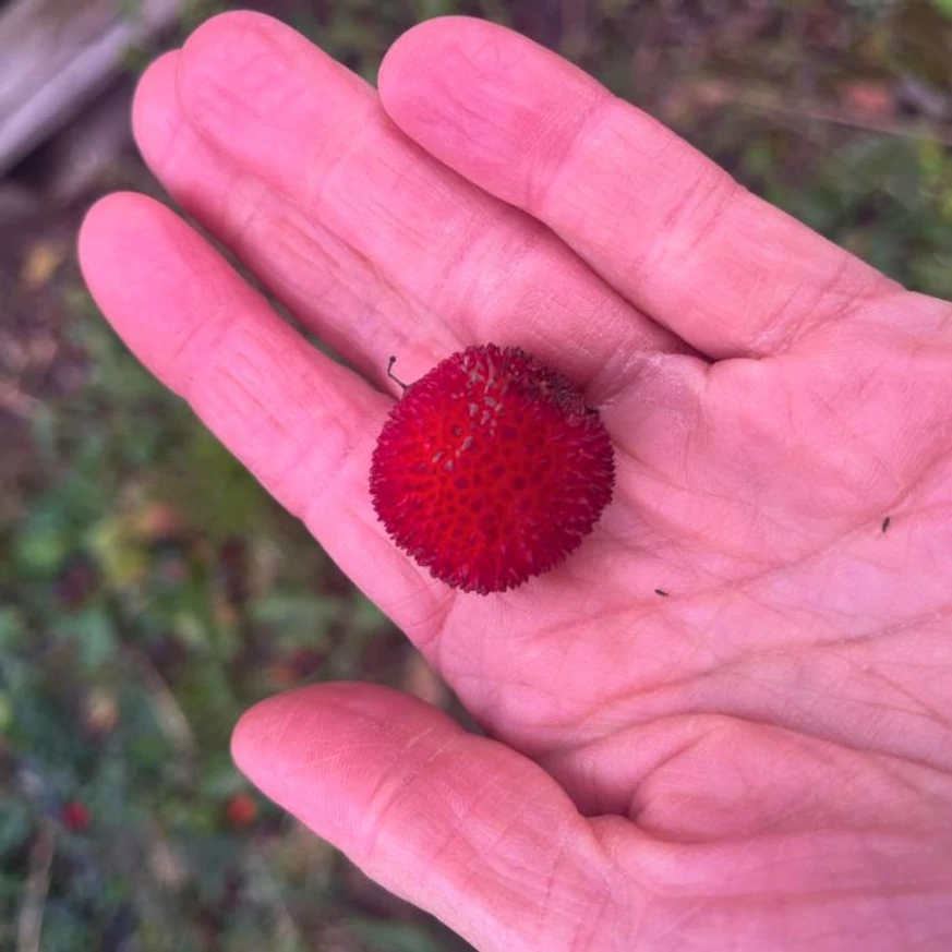Az Arbutus unedo díszfa termésének mérete és kinézete.