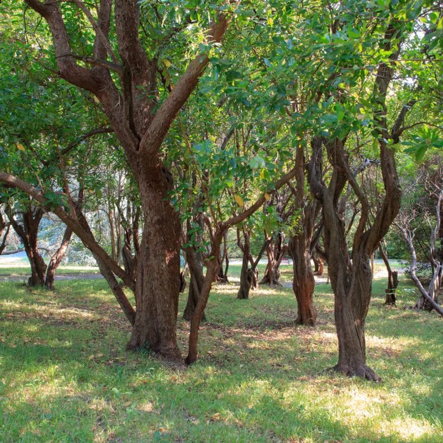 Kifejlett korú Arbutus unedo fák a természetes élőhelyükön.