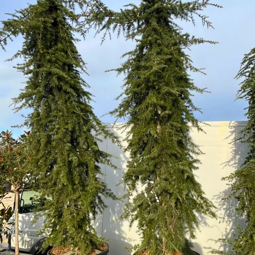 Cedrus atlatica Glauca Pendula növények mérete és kinézete.