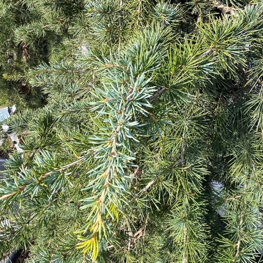 A Cedrus atlatica Glauca Pendula ezüstösen fénylő kékeszöld tűlevelei.