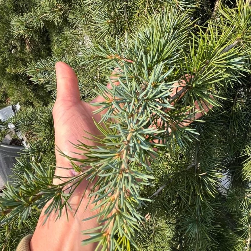 A csüngő atlaszcédrus hajtásai. 
