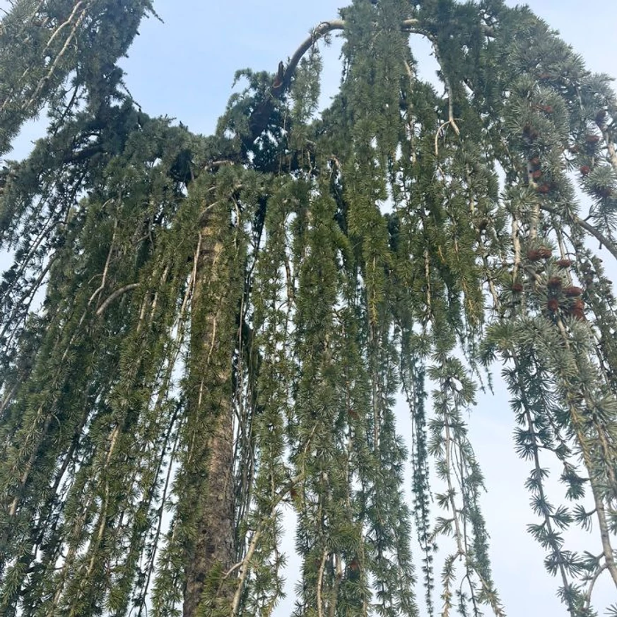 Cedrus atlantica Pendula csüngő hajtásai és koronája.
