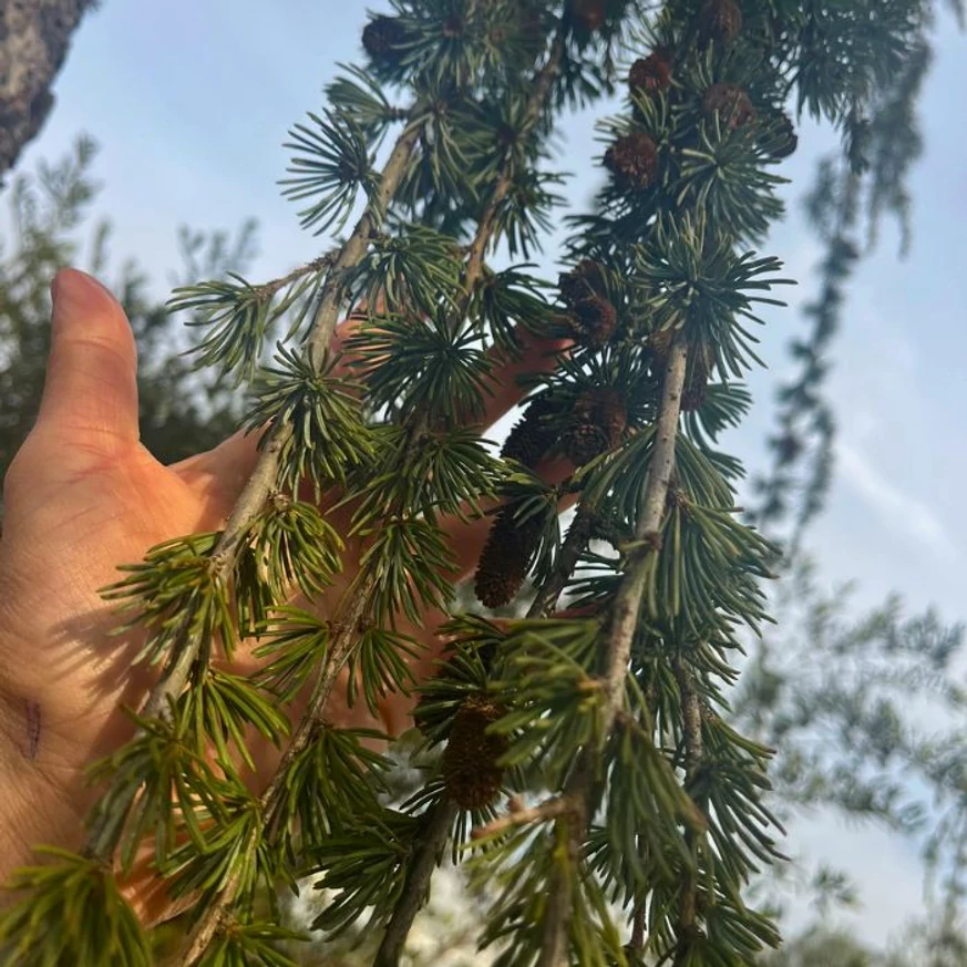 A Cedrus atlantica Pendula tűleveleinek színe és kinézete.