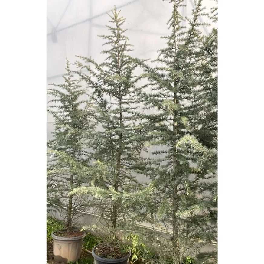 Nagy méretű cédrusfajták kinézete.