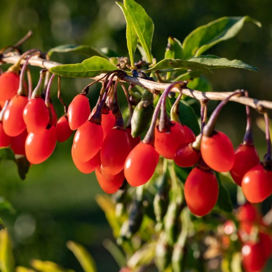 Lycium barbarum, vagyis goji bogyó piros termései közelről.