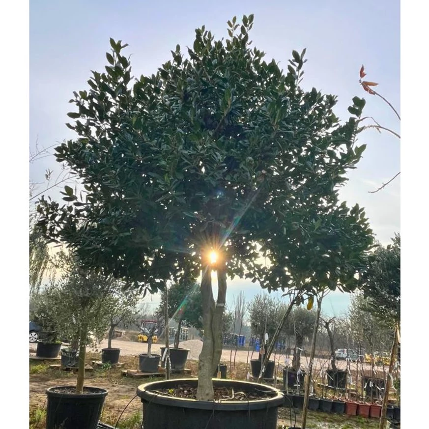 Magastörzsű, dús lombú és szerteágazó koronájú Ilex Nellie R. Stevens magyal.