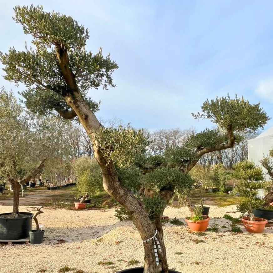 Exkluzív megjelenésű konténeres formázott olajfa kinézete. 