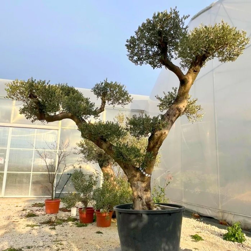 Bubi formára nyírt nagy méretű olajfa kinézete.