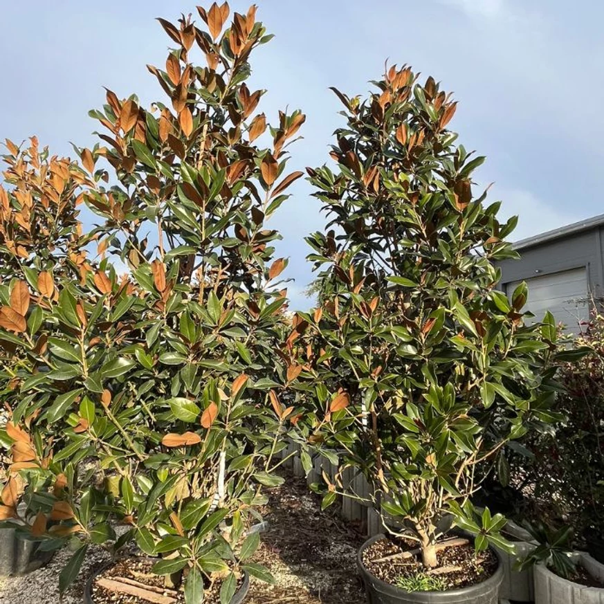 Extra méretű örökzöld magnóliák kinézete. 