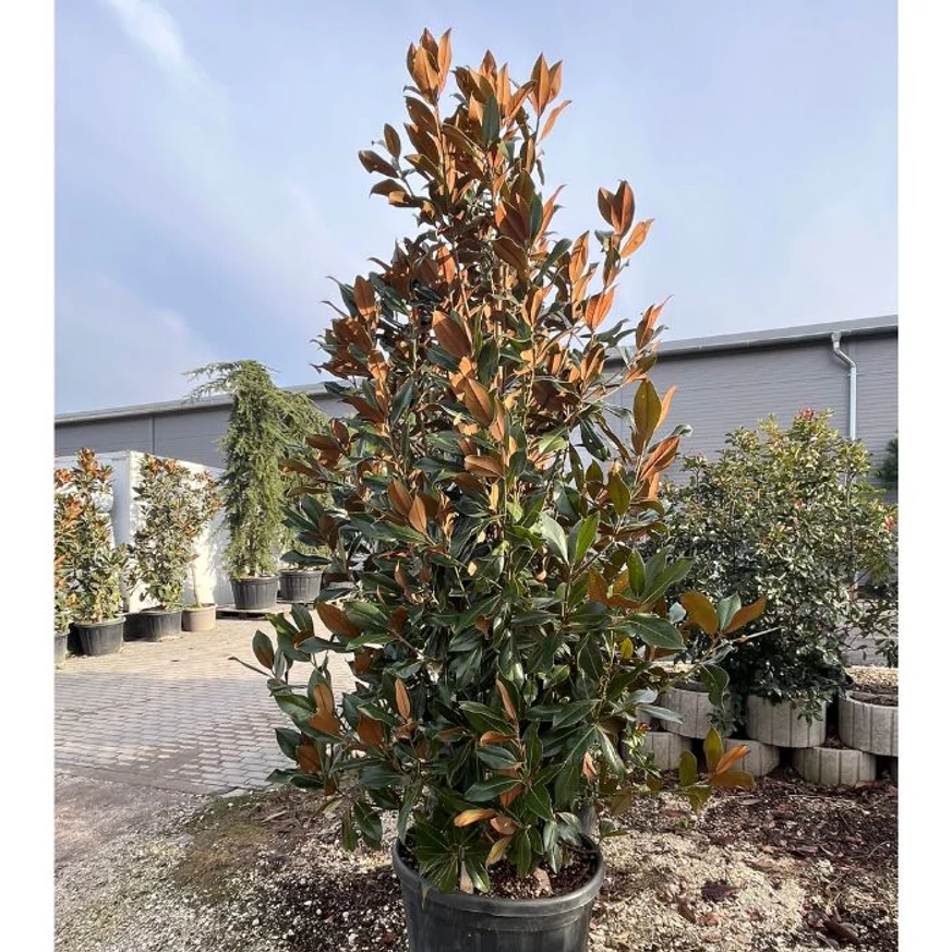 Kb 250 cm magas, kúpos habitusú örökzöld magnólia.