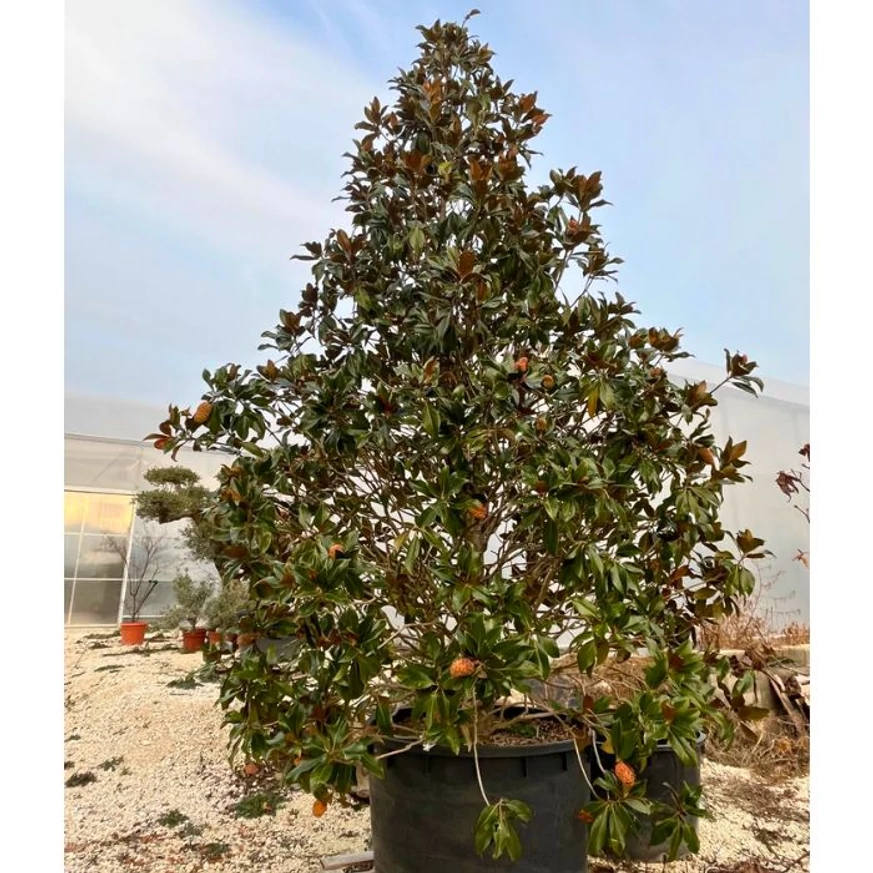 Koros, kifejlett habitusú örökzöld magnólia kinézete.