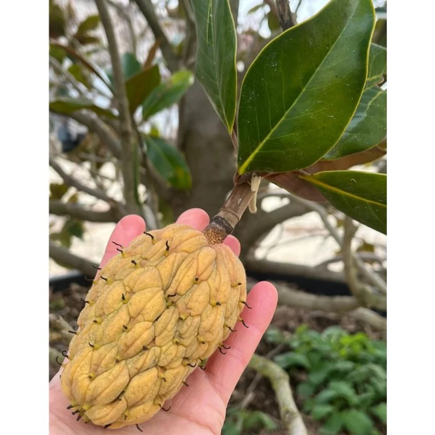 Az örökzöld magnólia különleges, dekoratív megjelenésű termése.