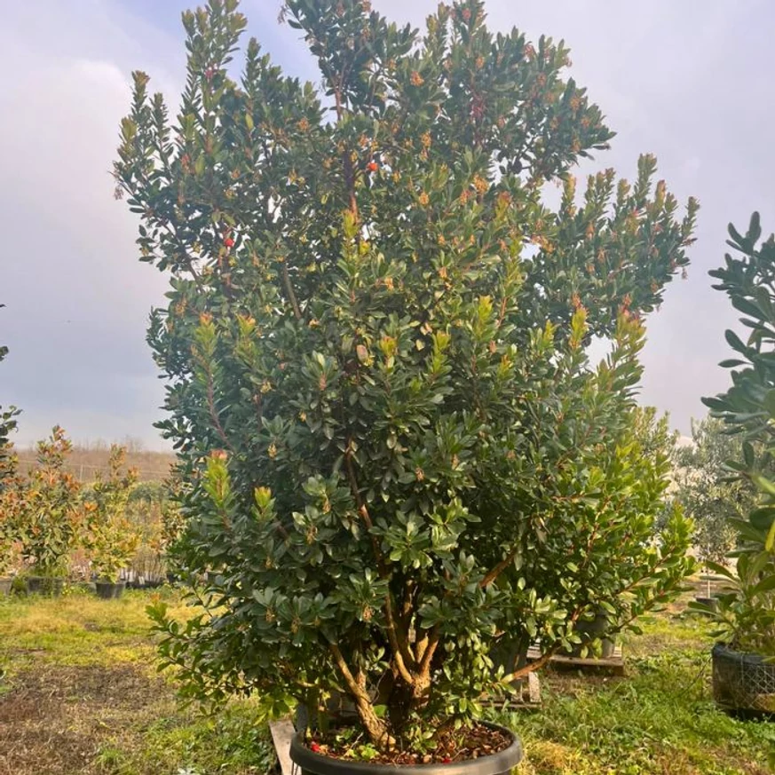 Ilex Nellie R. Stevens többtörzses magyal mérete és kinézete.