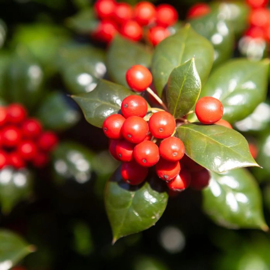 Az Ilex Nellie R. Stevens magyal csodás piros bogyói és fényes, örökzöld levelei.