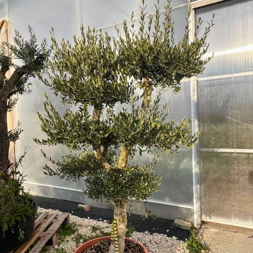 Kis méretű, bubi formára nyírt olajfa kinézete.