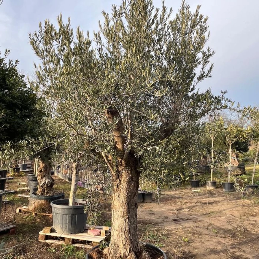 Extra méretű olajfa 60/80 cm magas törzsre nevelve. 