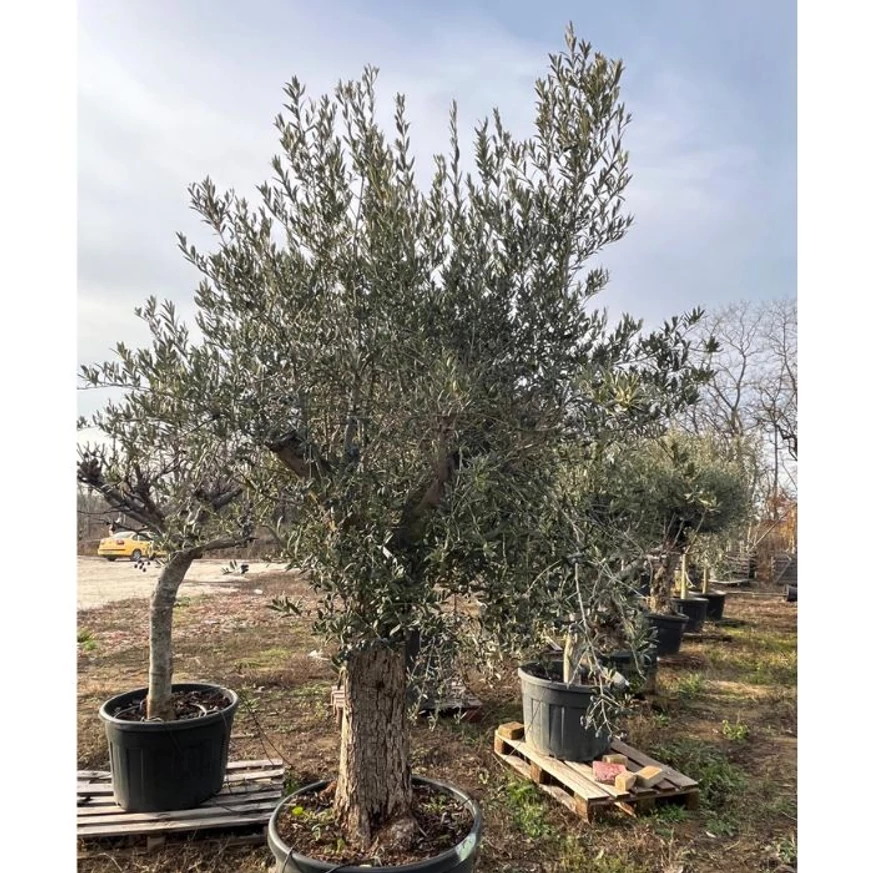 60/80 cm  magas törzsre nevelt olajfa kinézete. 