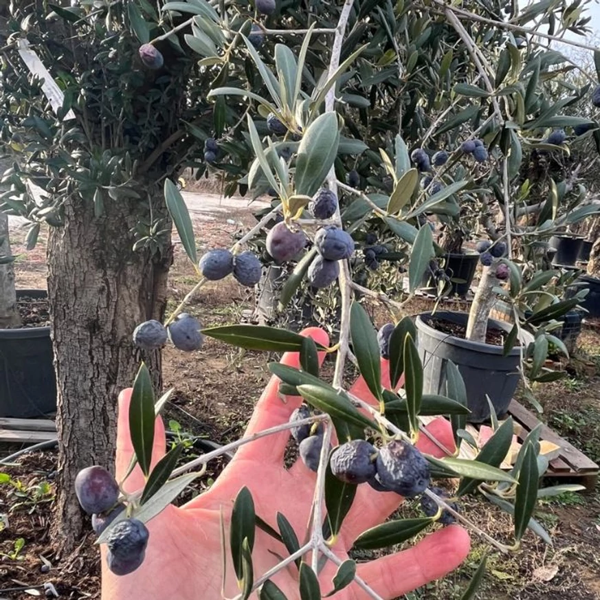 Az olajfa termései közelről. 