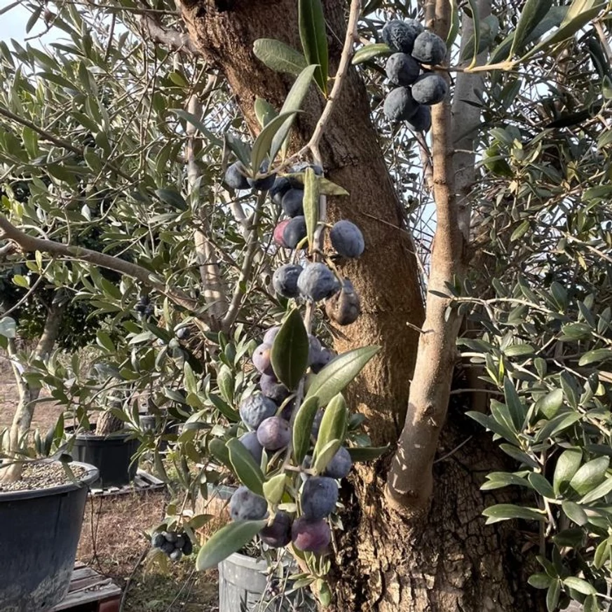 Az Olea europaea ágai és termései, örökzöld levelei közelről.