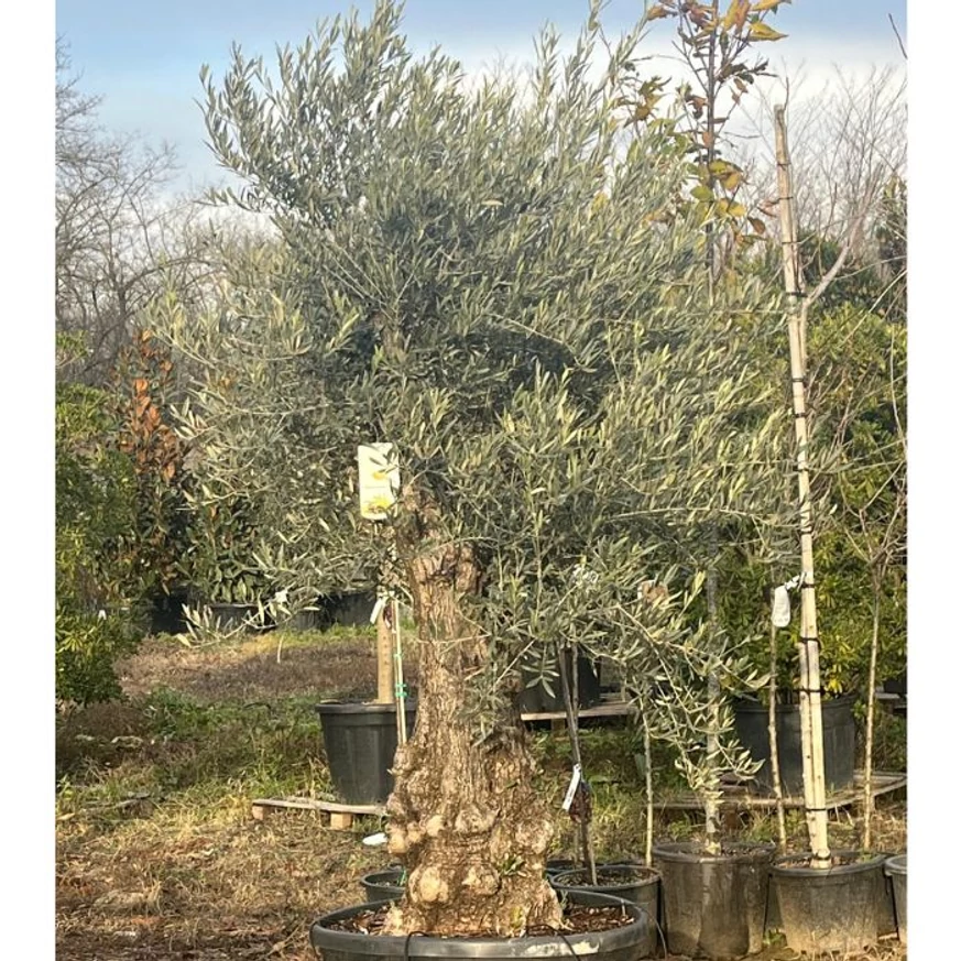 Az őstörzses olajfa exkluzív kinézete minden napos kertrészt különlegessé tesz.