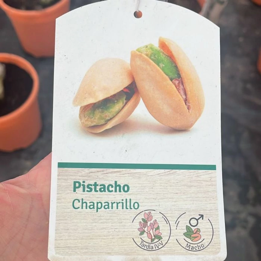 A pisztácia fák címkéje.