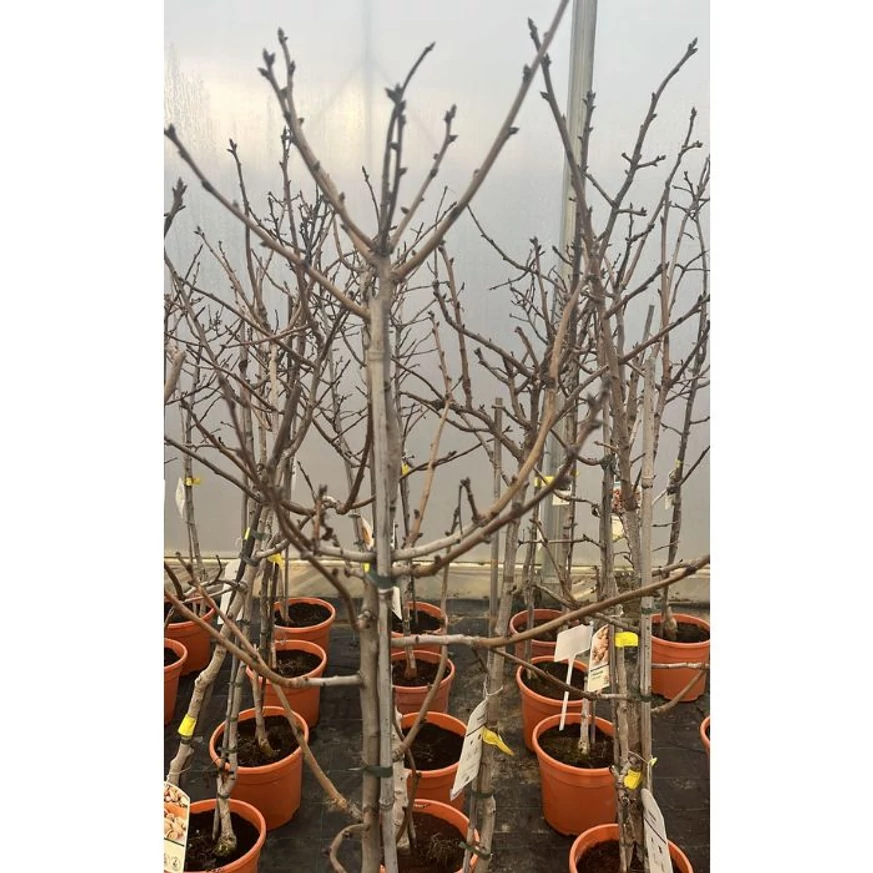 Pisztácia fák kinézete, mérete és ágrendszere.