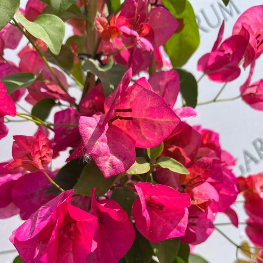 Bougainvillea XL - Murvafürt