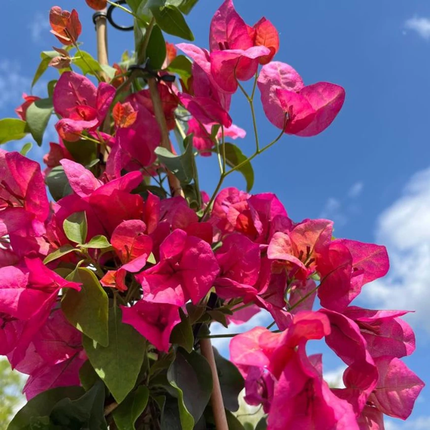 Bougainvillea XL - Murvafürt