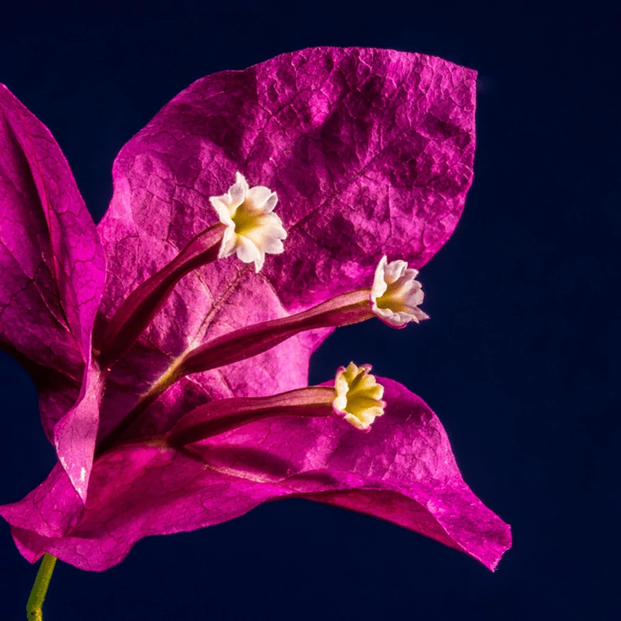 A Bougainvillea virágzata közelről elbűvölő. 