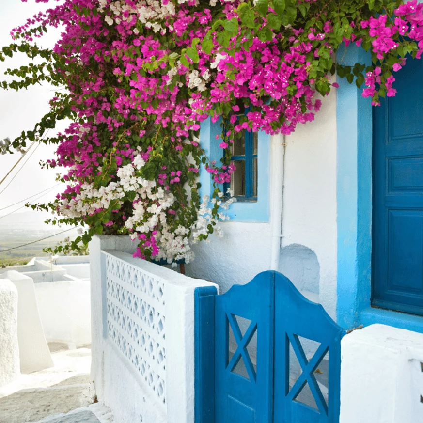 A mediterrán hangulat elengedhetetlen növénye a murvafürt, Bougainvillea