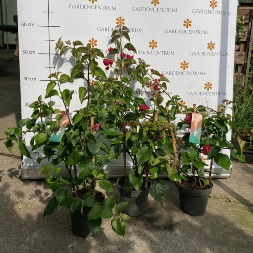 A kisméretű Bougainvillea kertészetünkben június közepén a virágzás kezdetekor.
