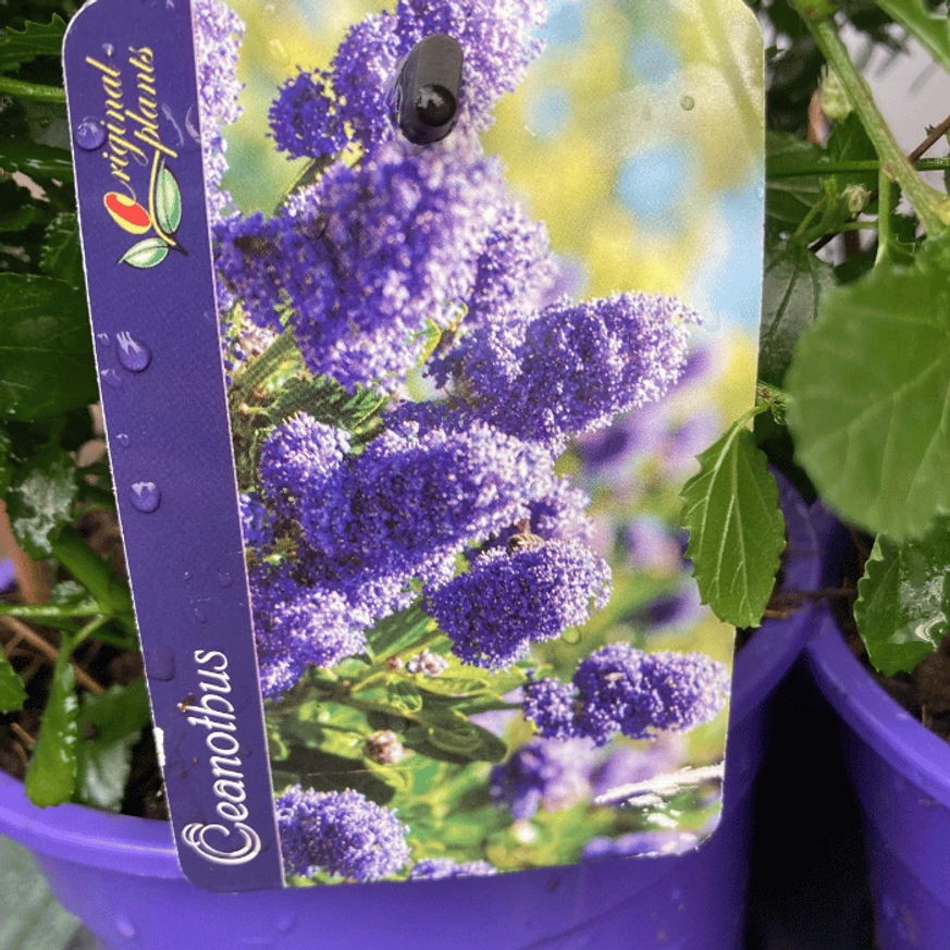 A Ceanothus termékcímkéje telephelyünkön.