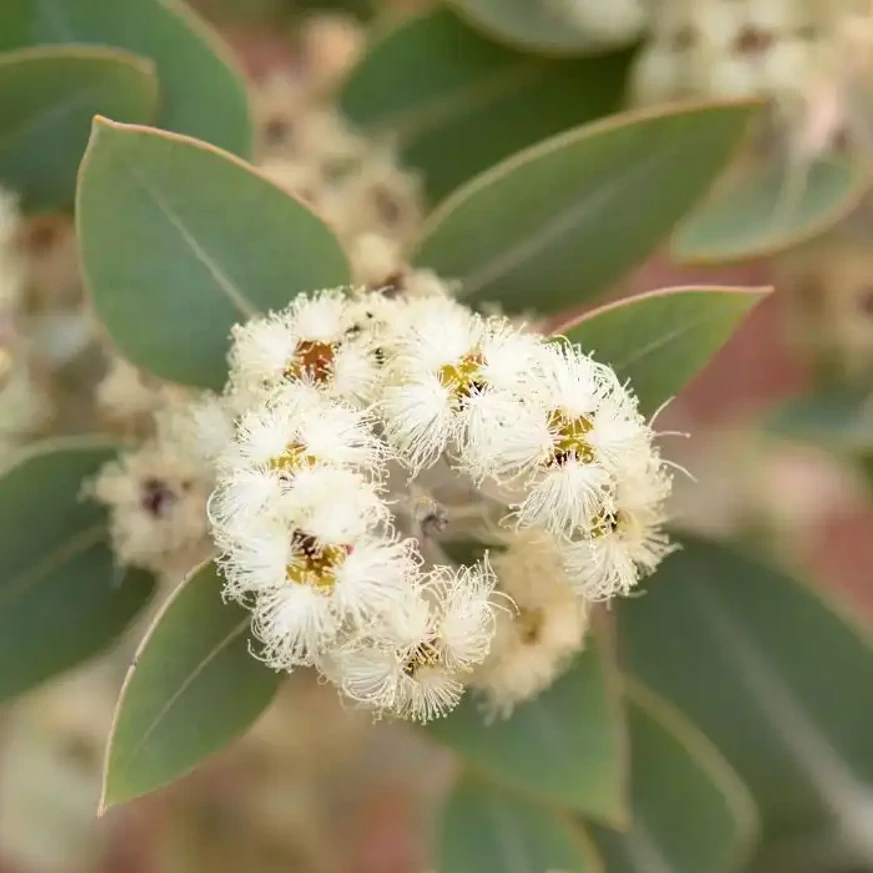 Az Eucalyptus x tetragona Tallerjack leveleinek és látványos virágainak kinézete.