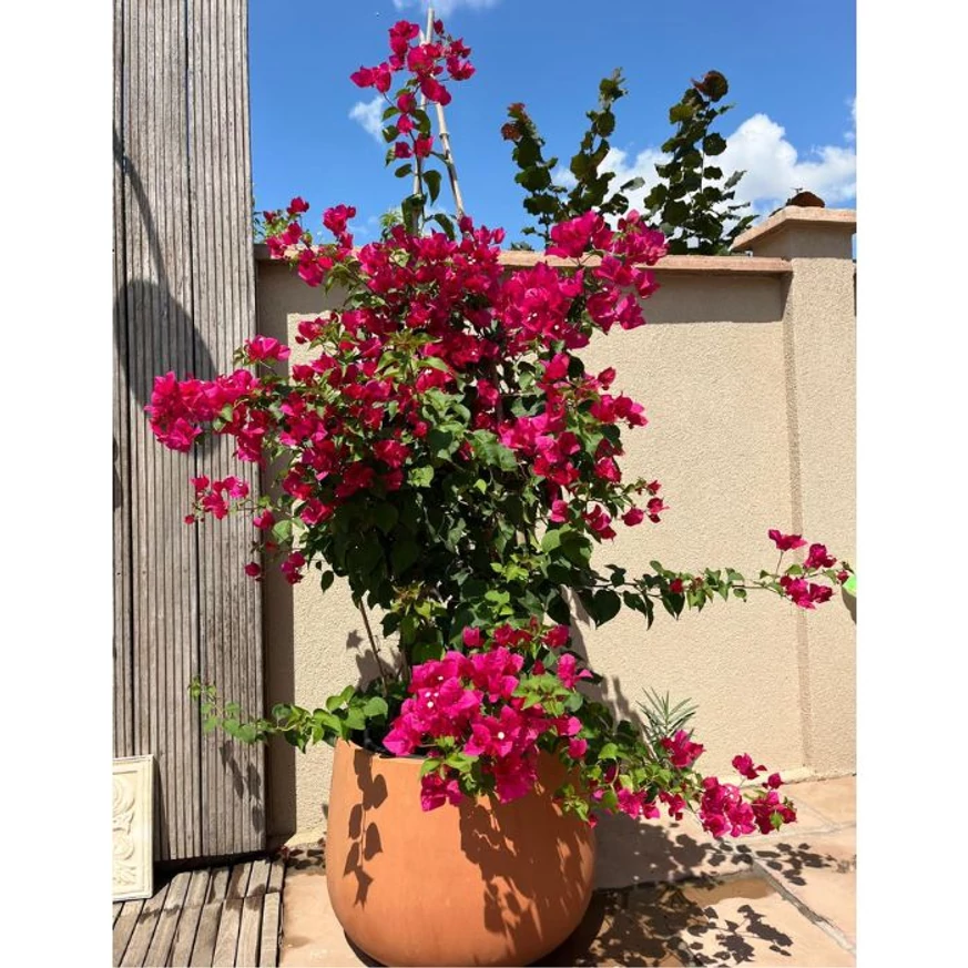 Bougainvillea XL - Murvafürt