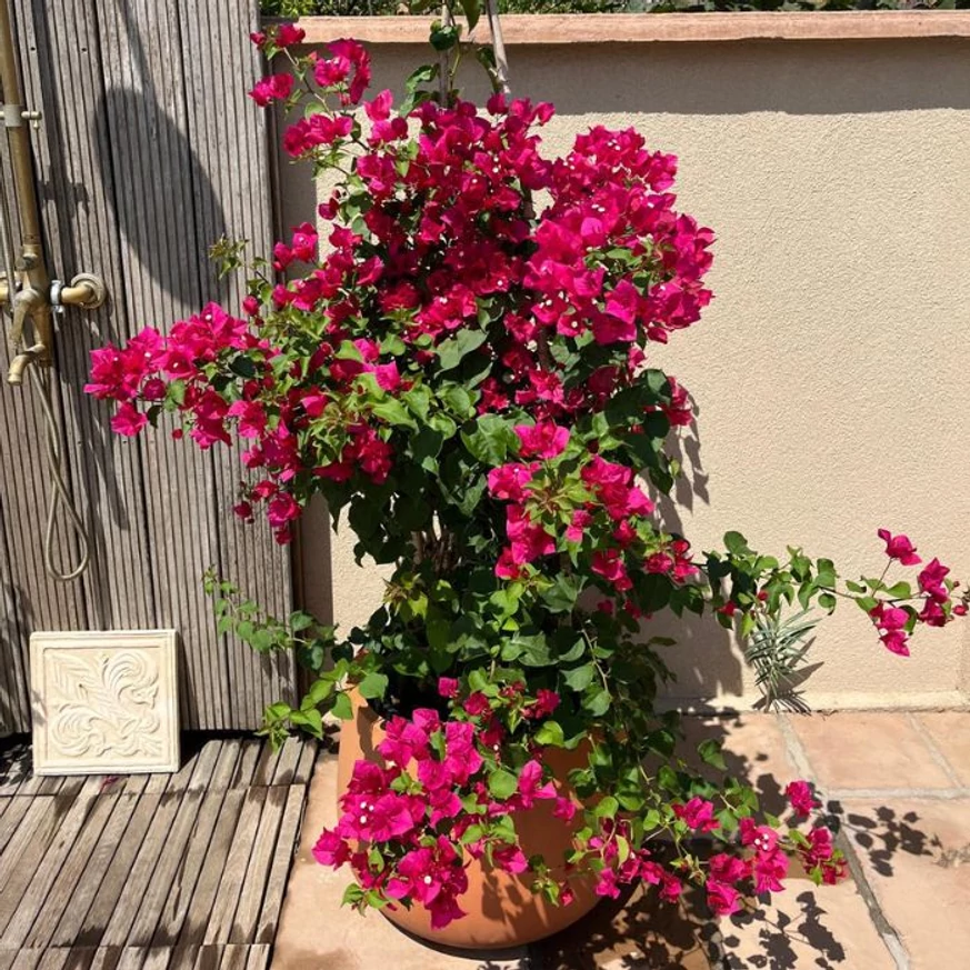 Bougainvillea XL - Murvafürt