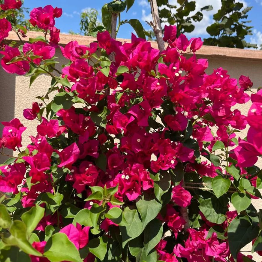 Bougainvillea XL - Murvafürt